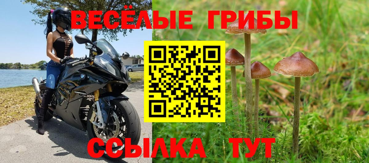 Советск  Галлюциногенные грибы Psilocybe  Вход с VPN 